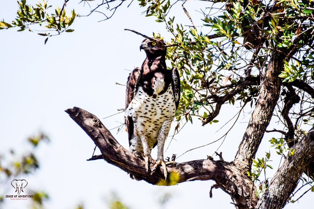 Martial eagle perched on a dead branch in Masai Mara