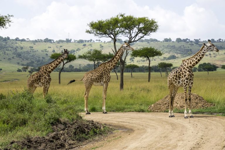 Masai giraffes on a track in Masai Mara