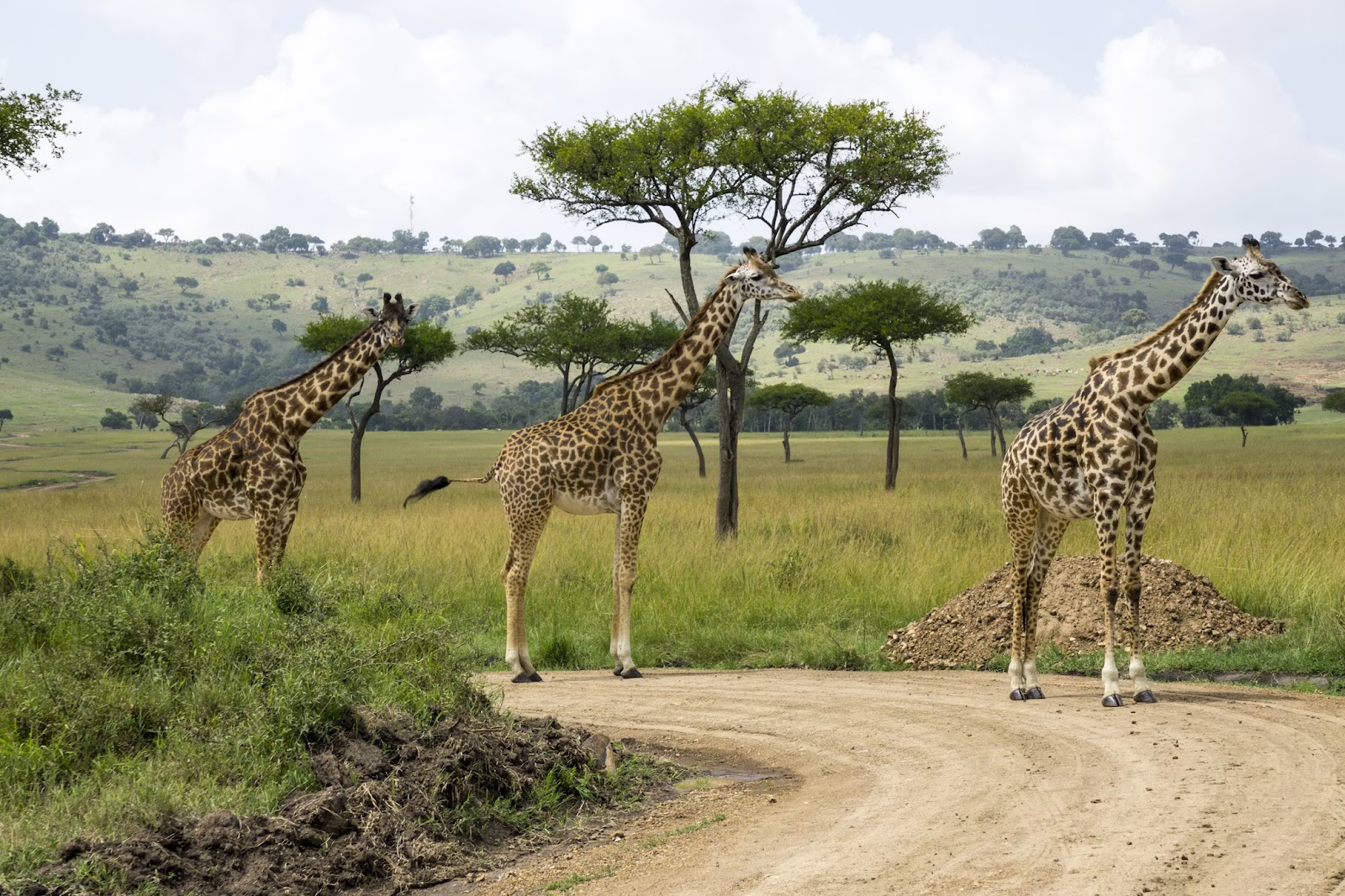 Giraffes in the Kenyan savannah