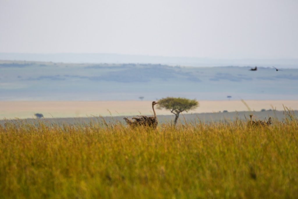 View across the Masai Mara toward the Oloololo escarpment