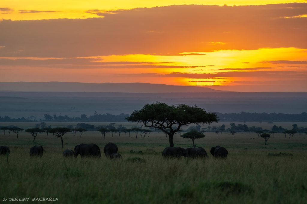 Sunset over the Masai Mara with acacia and elephants