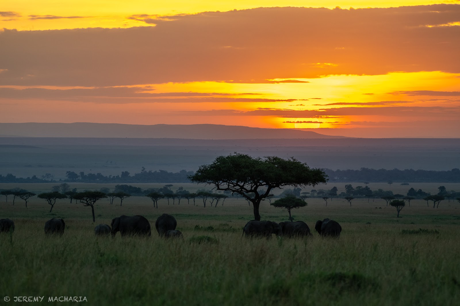 Dawn light over an East African savannah landscape