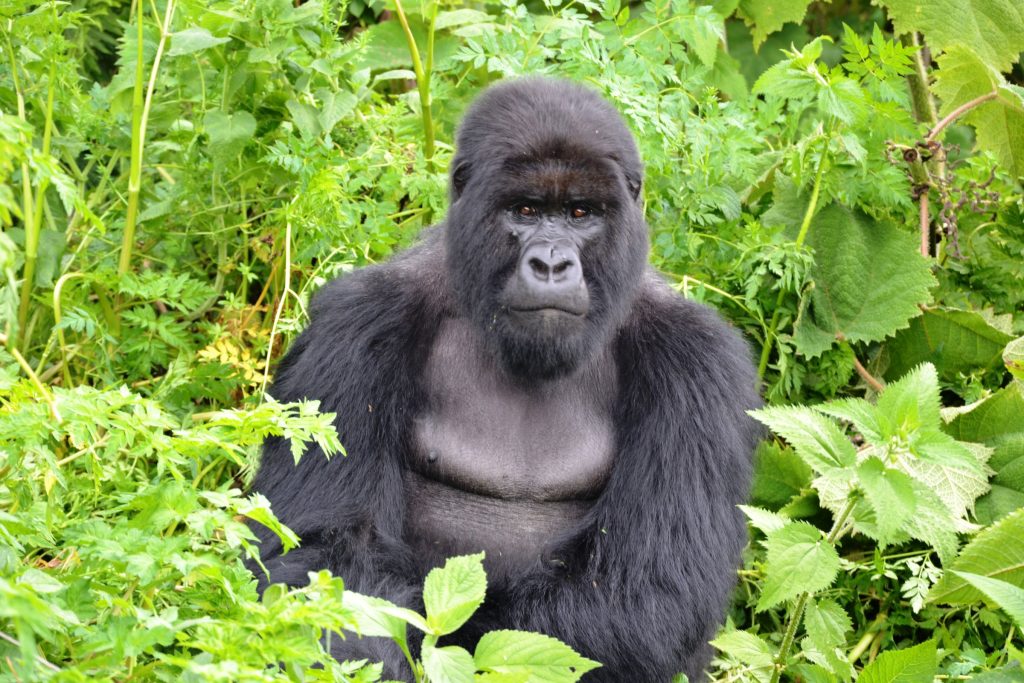 Mountain gorilla in Rwanda on a Sense of Adventure gorilla trekking safari