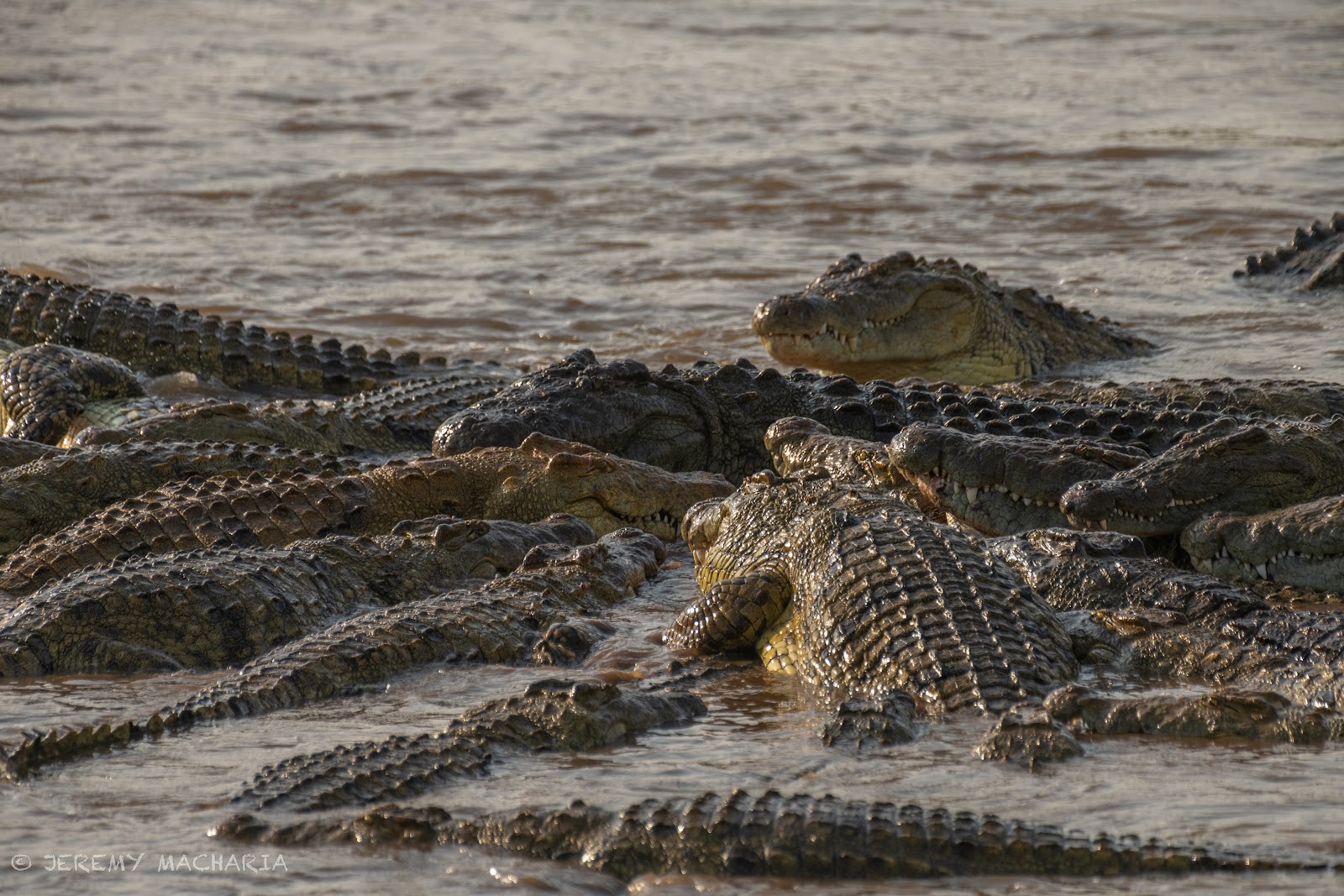 Nile crocodiles resting along the banks of the Mara River, Kenya.