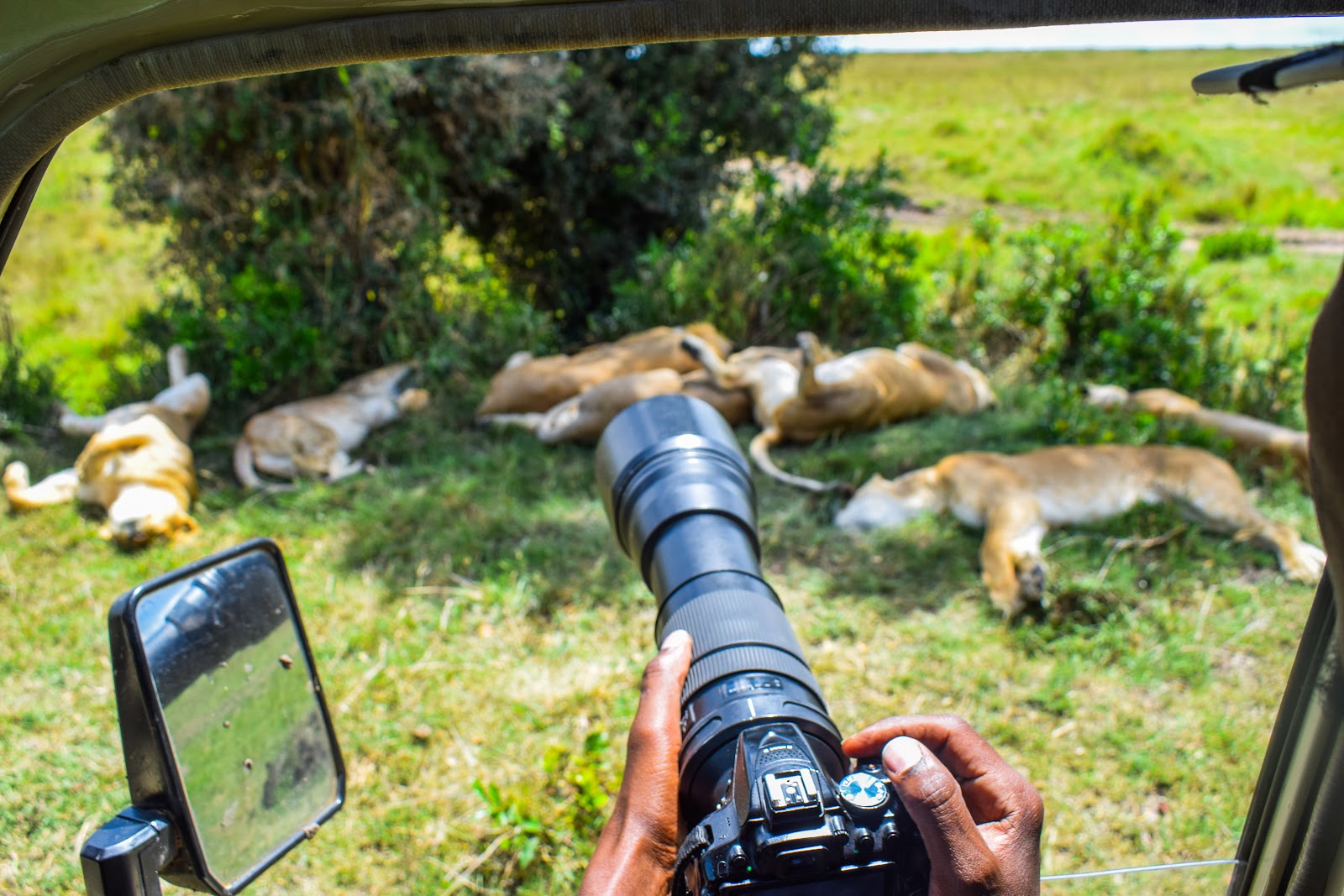 Photographer capturing a lion pride during a game drive