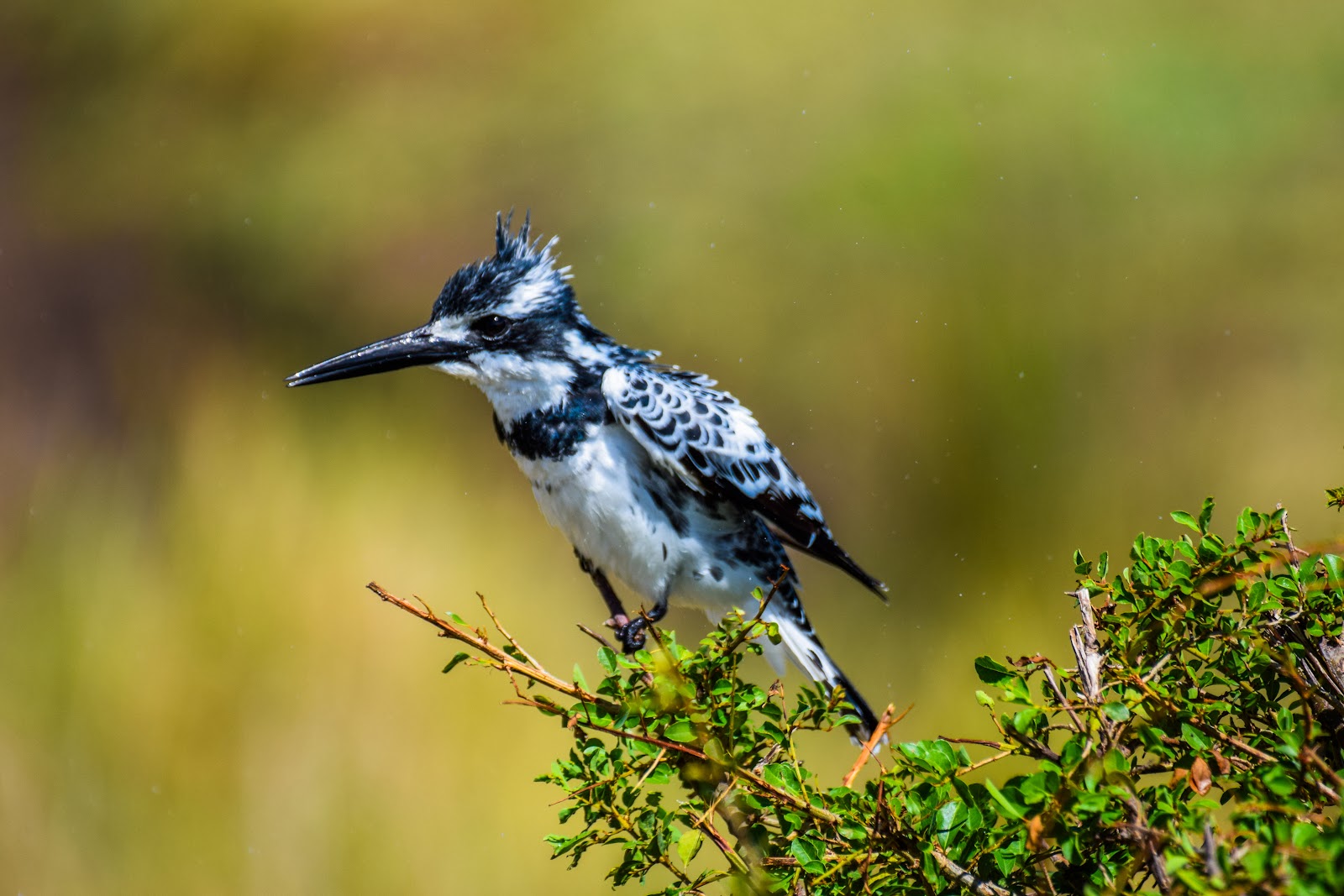 Pied kingfisher perched on a twig in Kenya