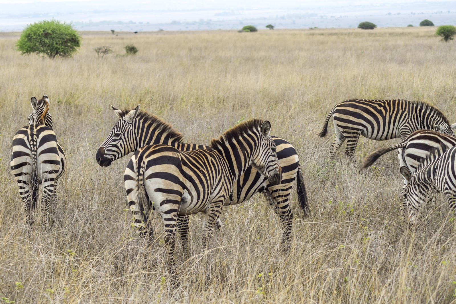Herd of plains zebras grazing on a Kenyan savannah