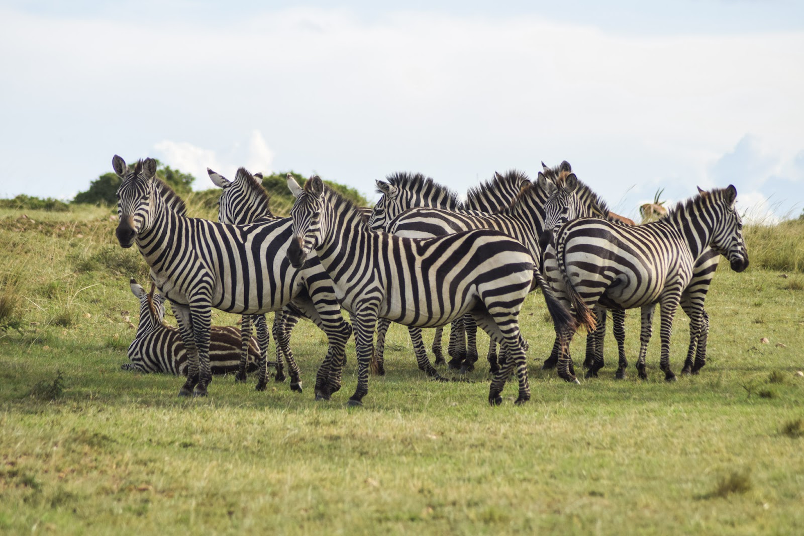 Plains zebras huddled together on a Kenyan plain