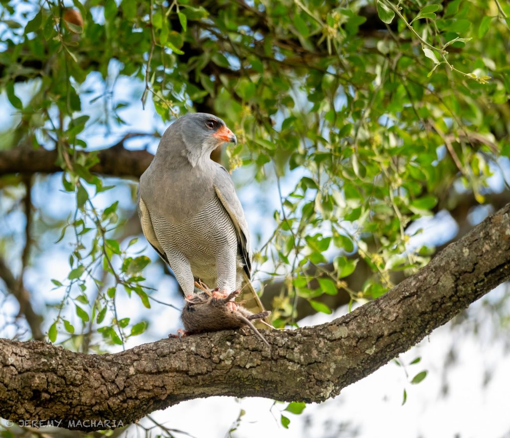 Raptor perched in a riverine tree in Kenya