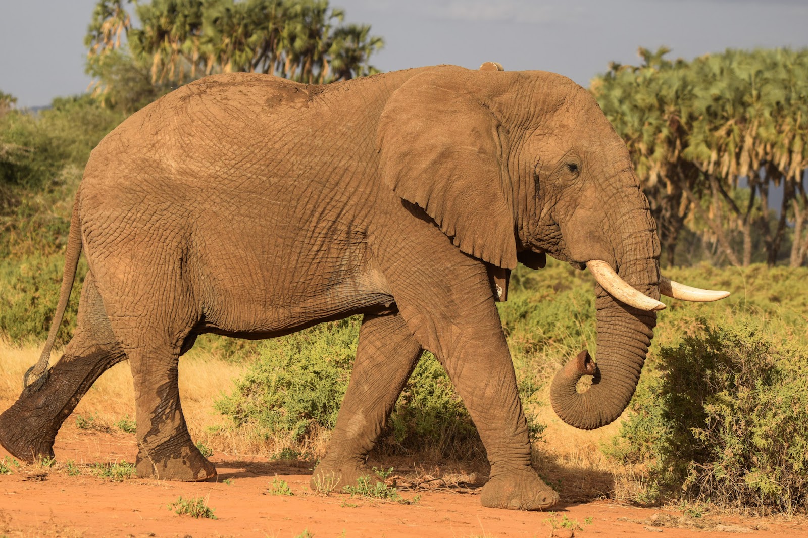Red elephants of Tsavo East on a game drive