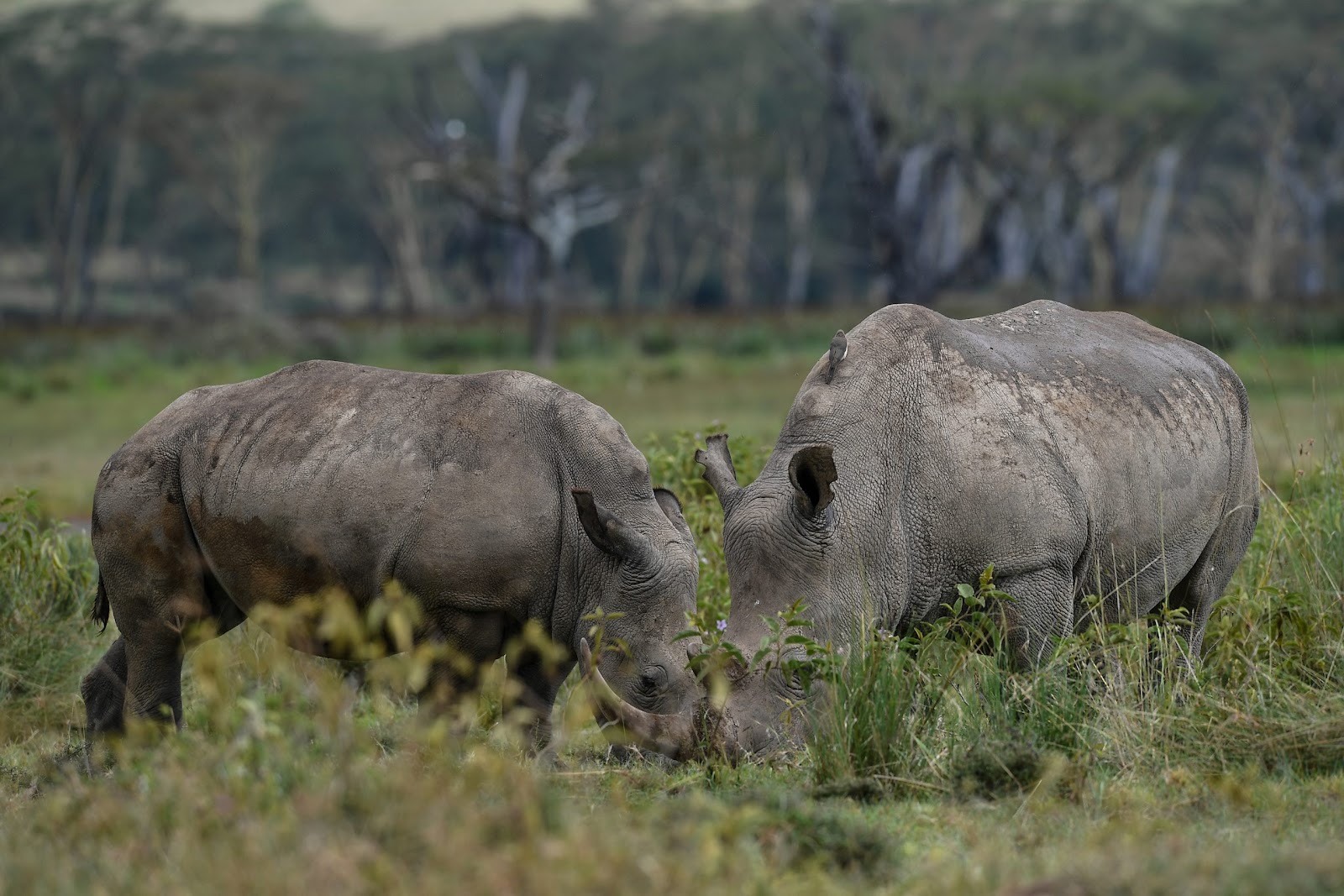 Rhinos grazing in acacia woodland at Lake Nakuru National Park