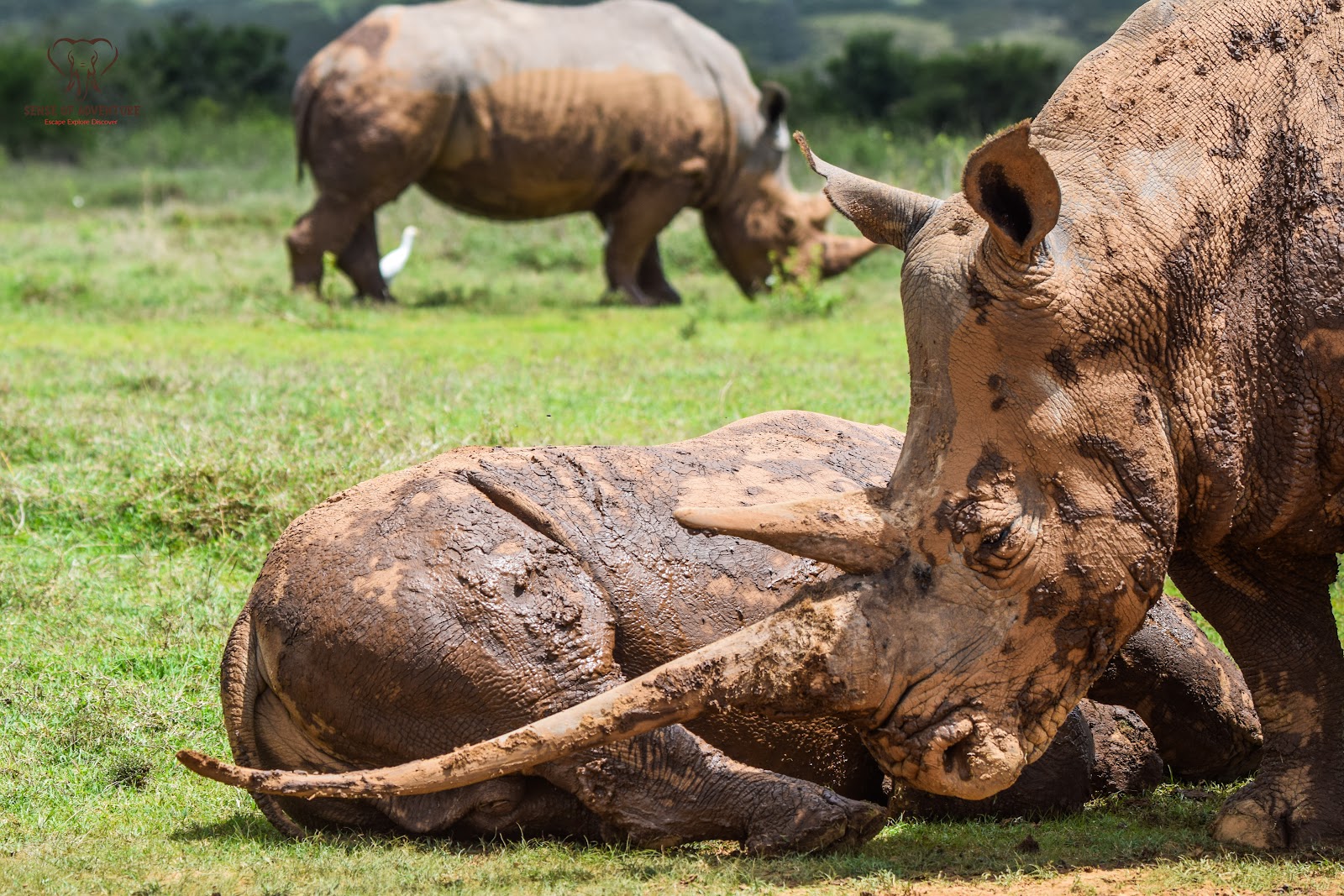 Rhinos enjoying a mud wallow in Kenya