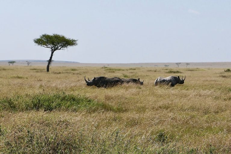 Rhinos resting in the shade on the Kenyan savannah
