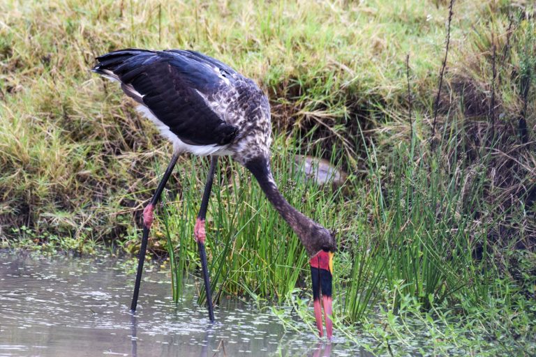 Saddle-billed stork feeding in a wetland in Kenya