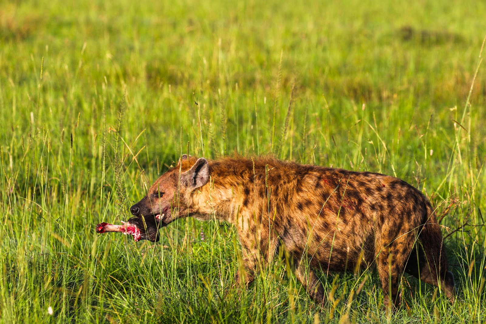 Spotted hyena feeding in the grass in Masai Mara