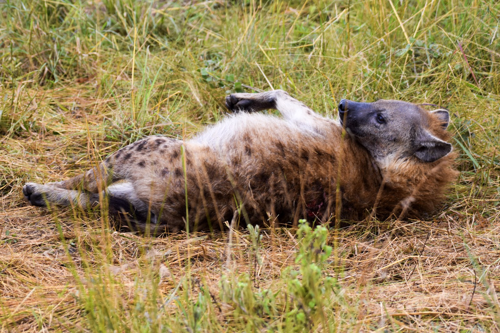 Spotted hyena rolling playfully in the grass in Masai Mara