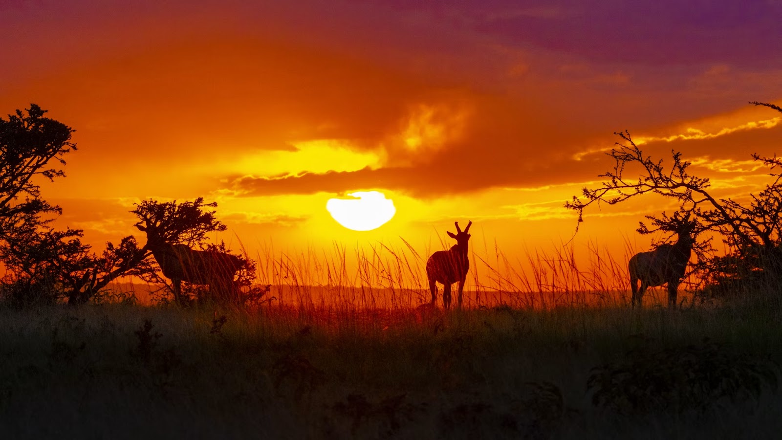 Antelope silhouetted at sunset on the savannah