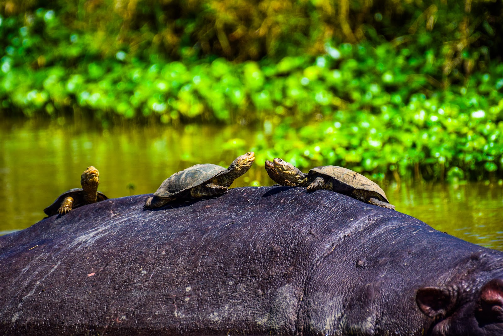 Terrapins sunbathing on a hippo’s back in Kenya