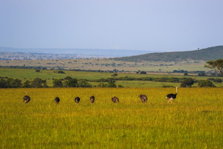 Topi and gazelles grazing on the wide Mara plains