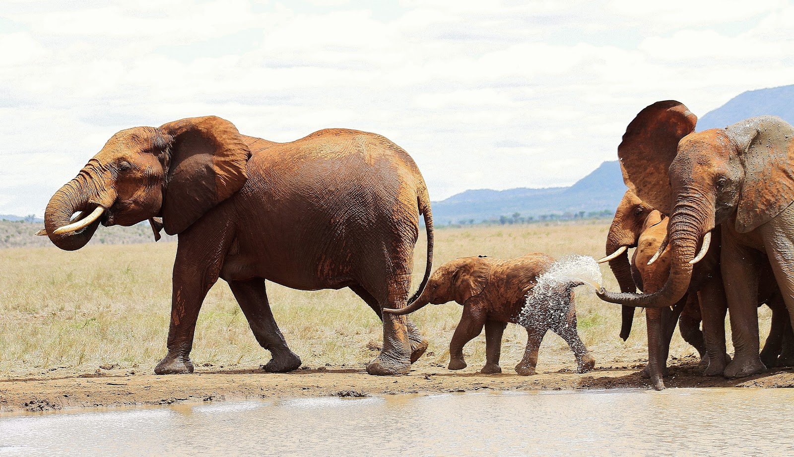 Elephants and calf at a Tsavo waterhole