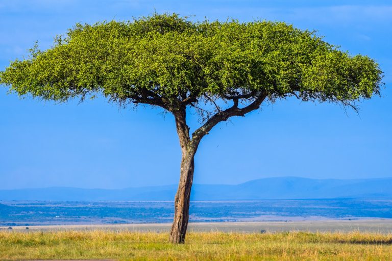 Umbrella acacia tree with a Rift Valley lake behind, Kenya