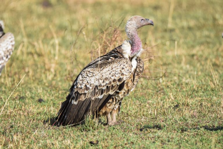 Vulture standing on the grass in Masai Mara
