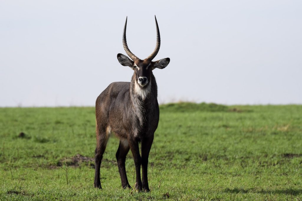 Waterbuck antelope standing on green plains in Kenya