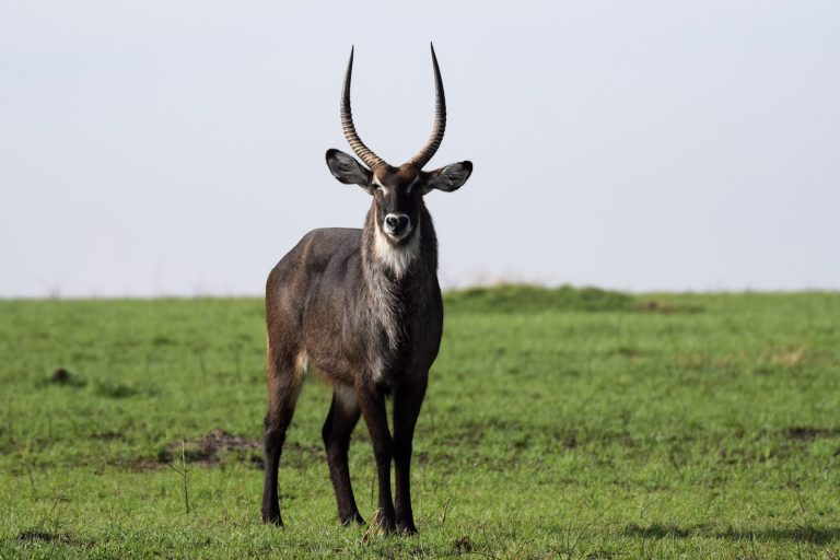 Waterbuck antelope standing on green plains in Kenya