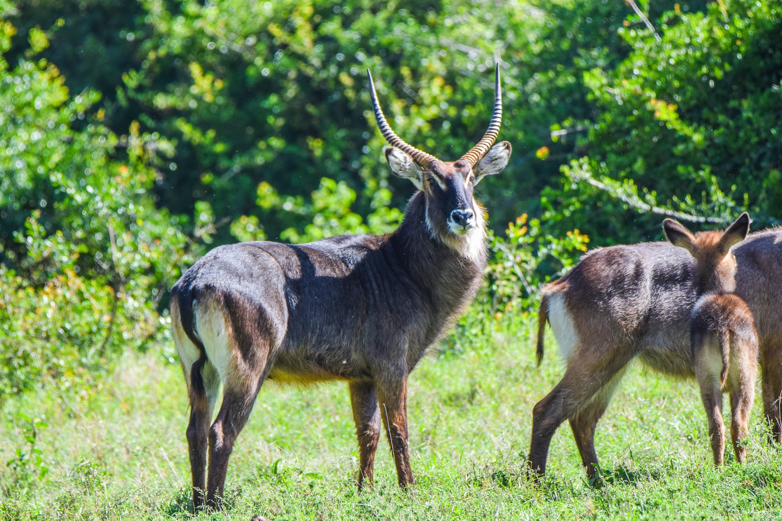 Pair of waterbuck in the woodland of Lake Nakuru National Park