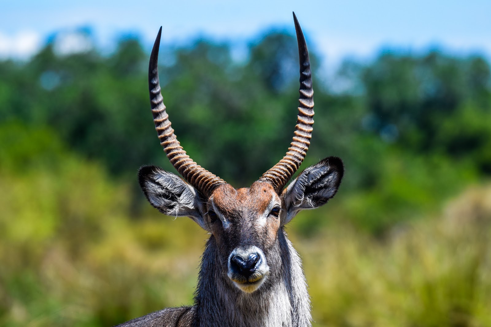Waterbuck portrait showing sweeping horns in Kenya
