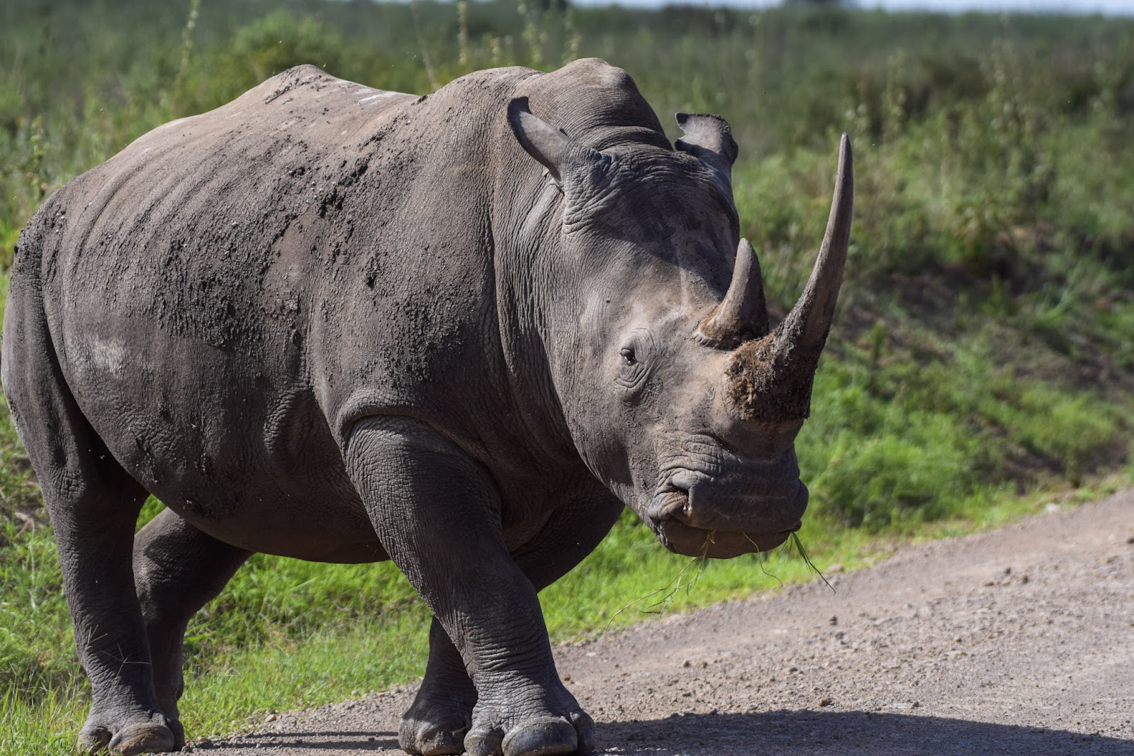 Close-up of a white rhino on a Kenya safari