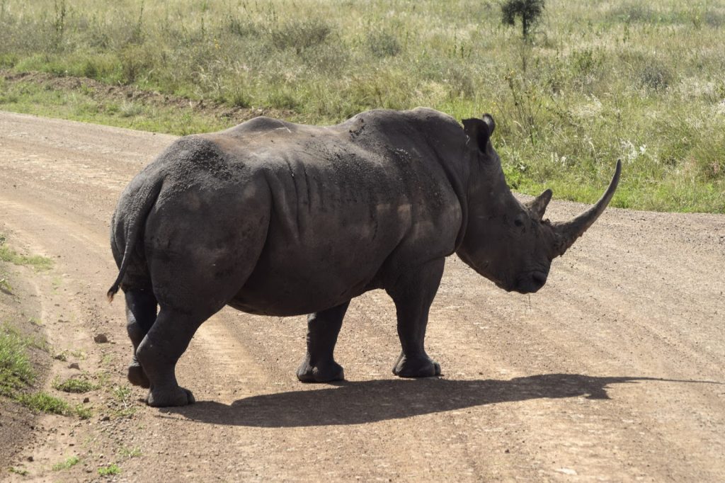 White rhino crossing a safari track in Kenya