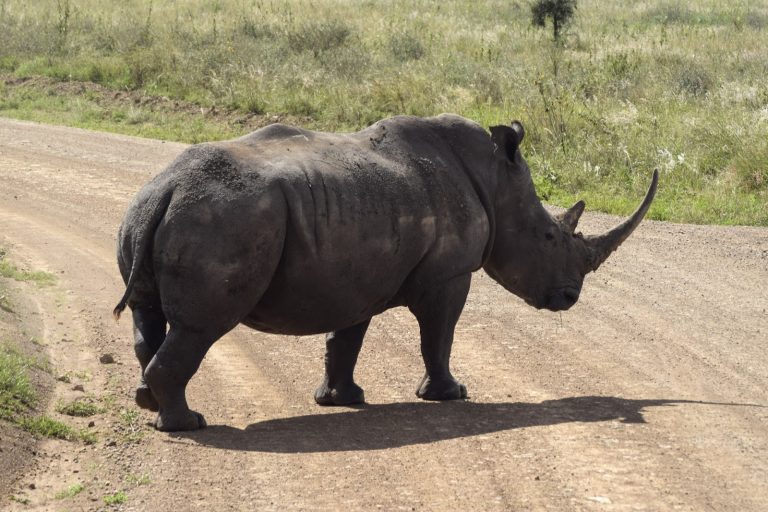 White rhino crossing a safari track in Kenya