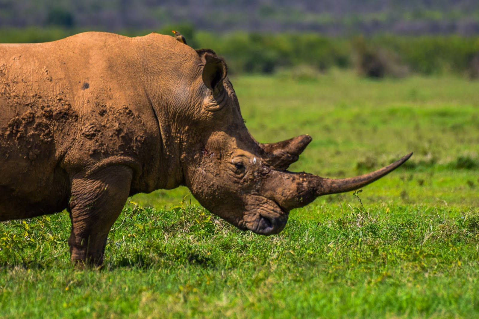 Close-up of a white rhino grazing in Kenya