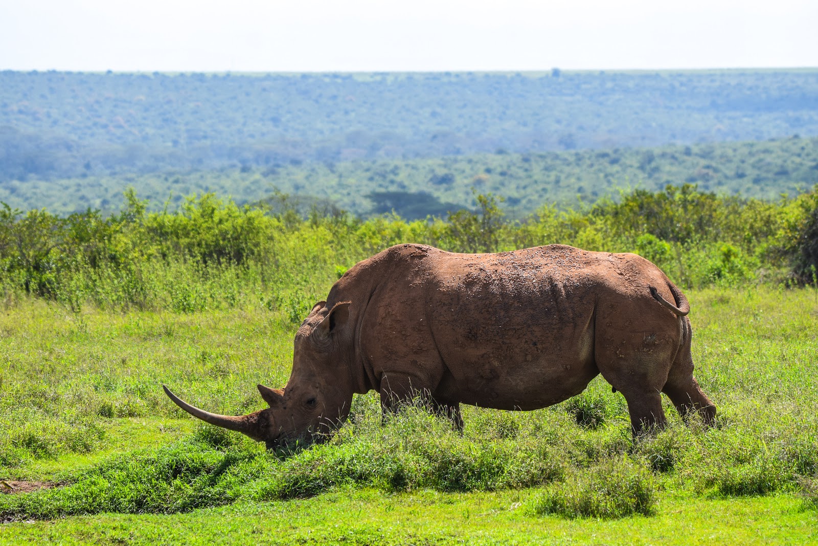 White rhino grazing near a Lake Nakuru lodge