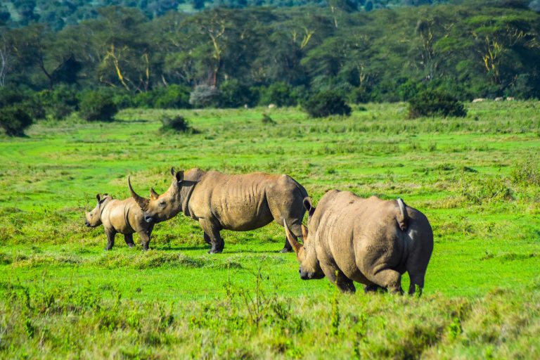 White rhinos grazing on green pasture at Lake Nakuru