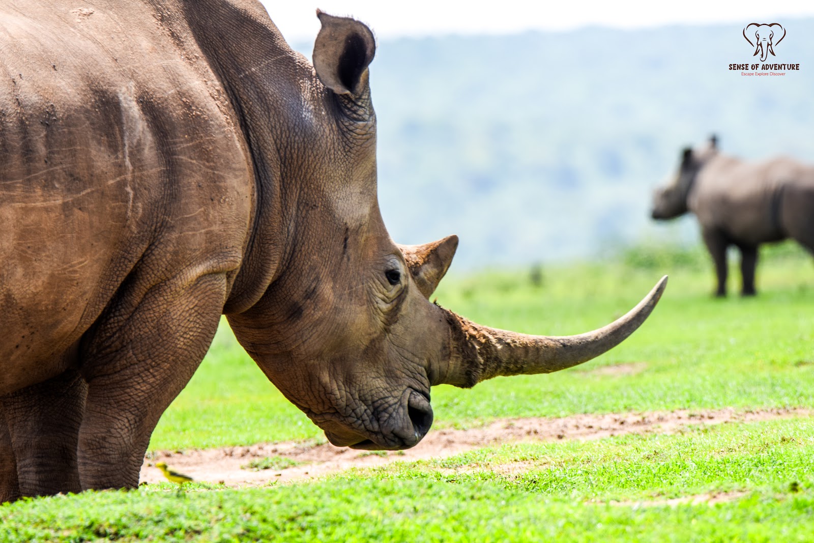 Two rhinos on a red-earth track in Kenya
