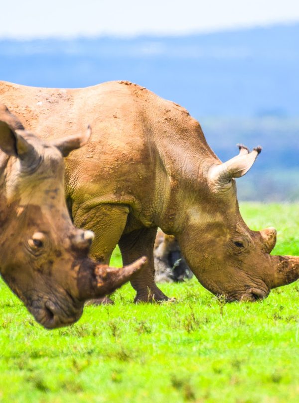 Two white rhinos sparring horn to horn in Kenya