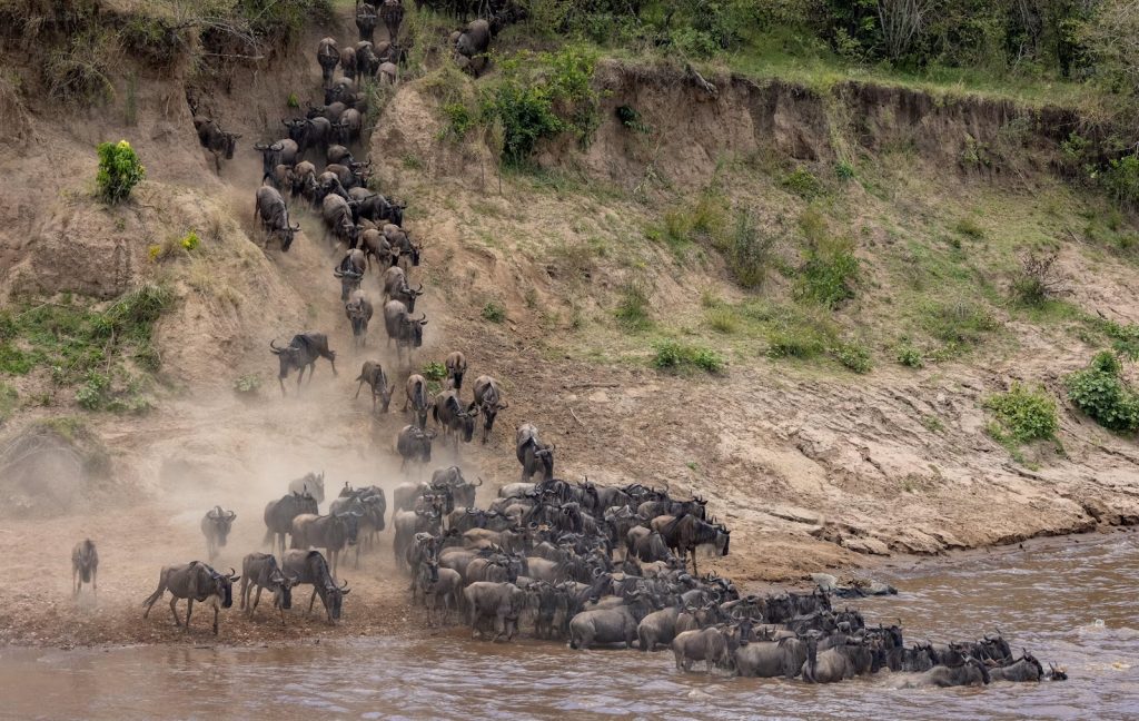 Wildebeest plunging down the bank to cross the Mara River during the Great Migration