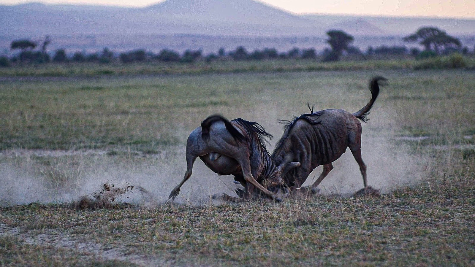 Wildebeest kicking up dust in Amboseli National Park