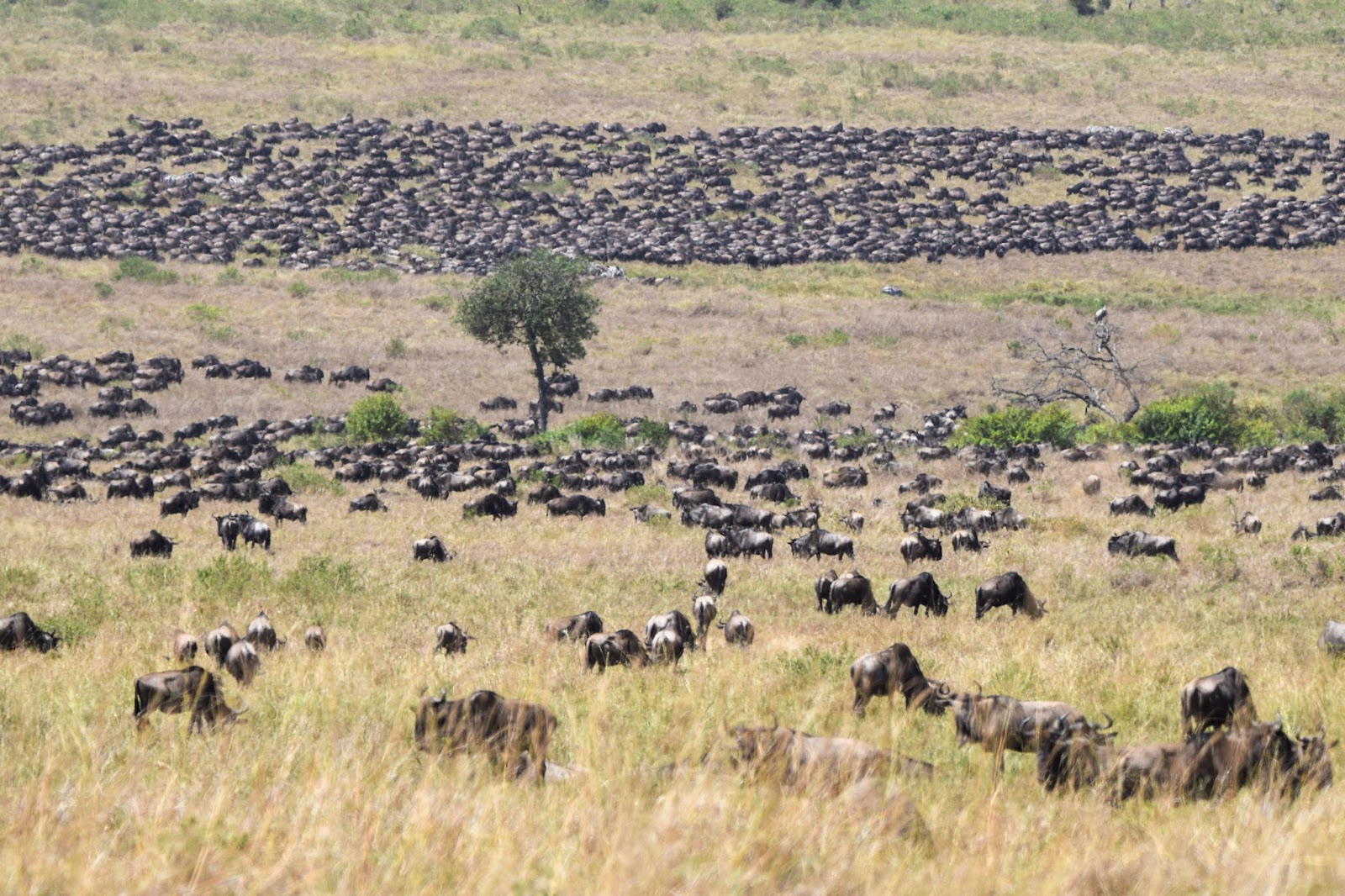 Mega-herd covering a hillside in the Masai Mara