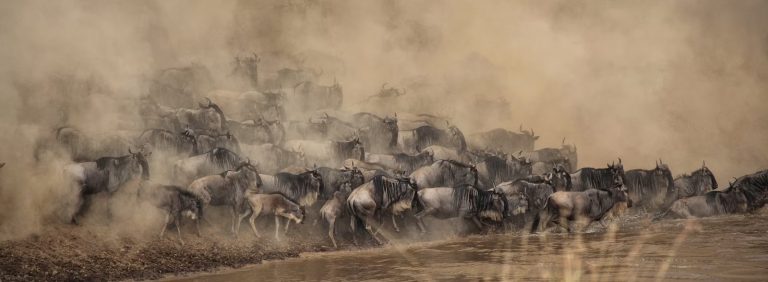 Wildebeest stampeding through dust on the African savannah