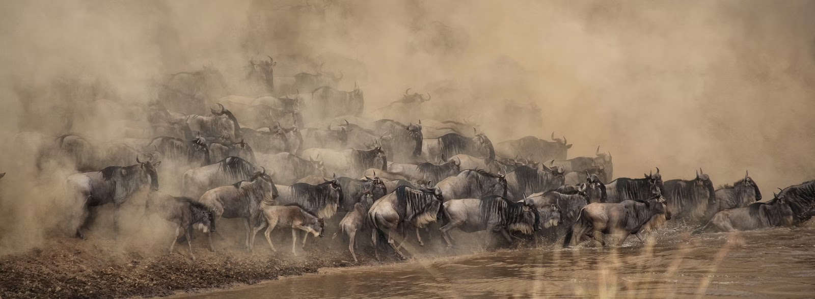 Wildlife activity on the Tsavo plains