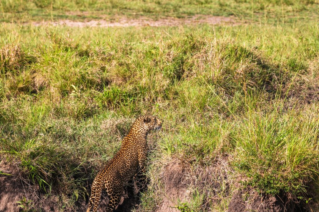 Young leopard climbing a grassy mound in Kenya