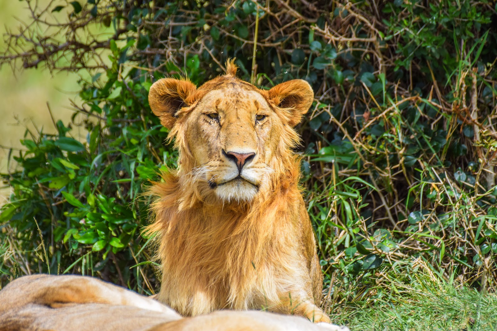 Portrait of a young male lion