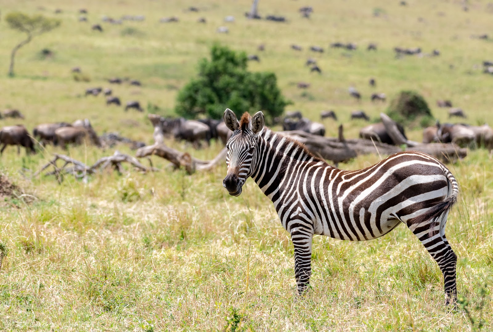 Zebra grazing among migrating wildebeest on the Masai Mara plains