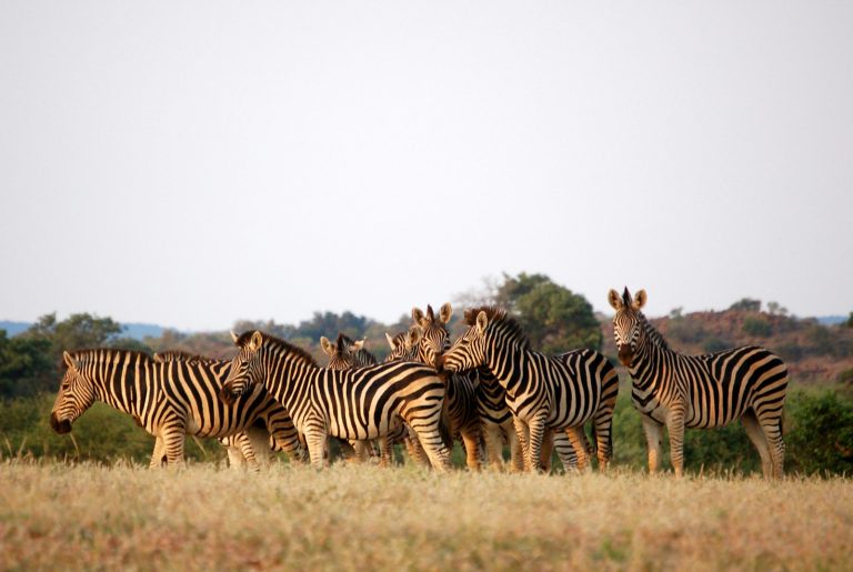 Best time for safari in Africa: a large herd of zebra grazing on open plains