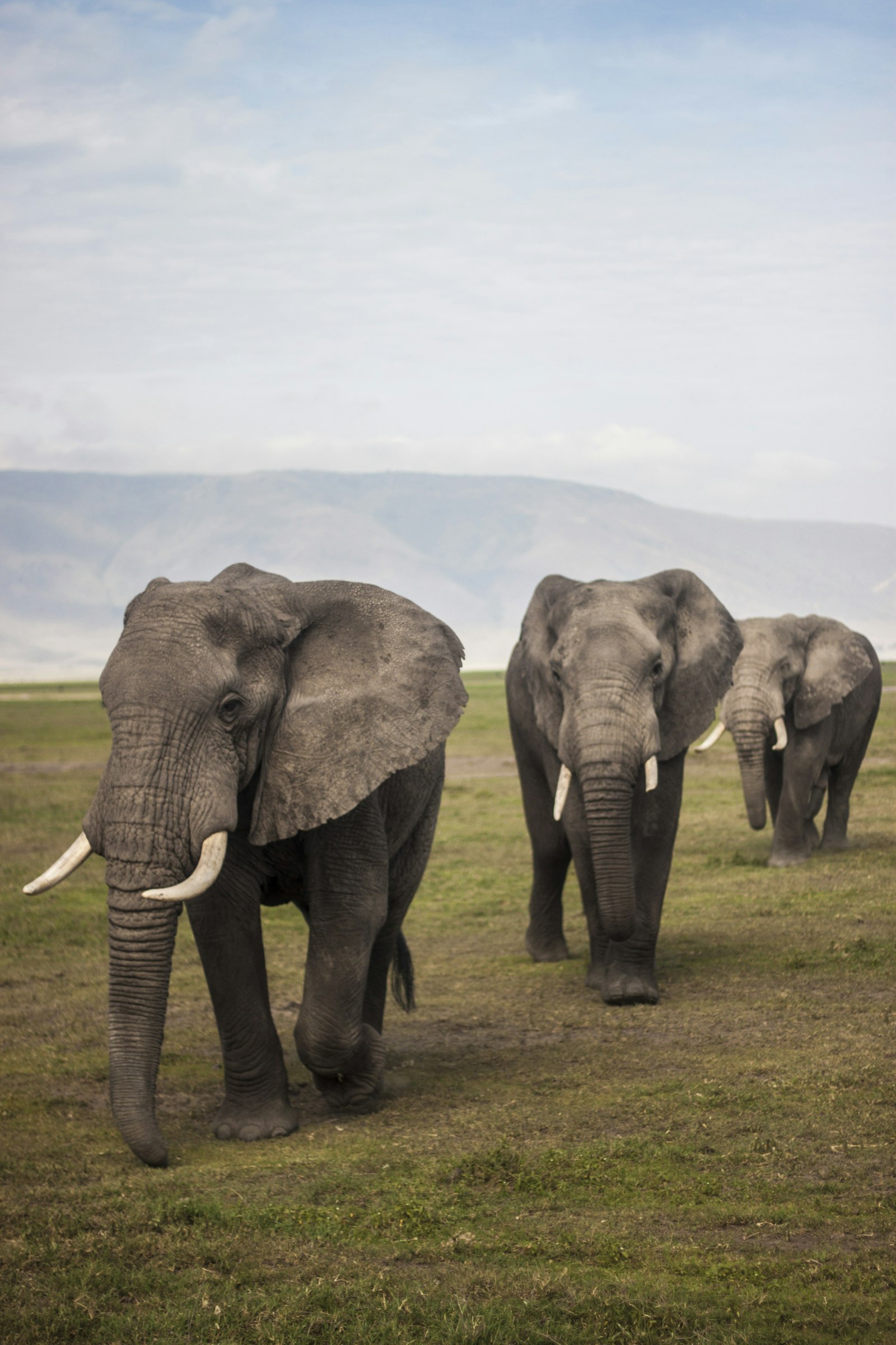 Three elephants walking together across green grassland during an East African game drive
