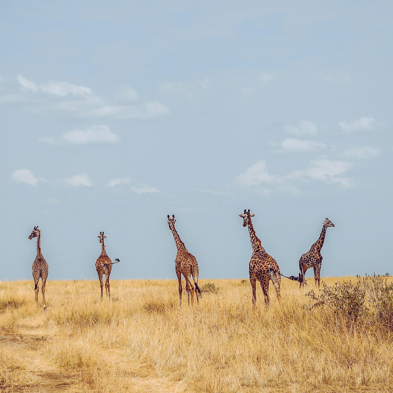 Five giraffes standing together on an open grass plain on a sunny day in Kenya