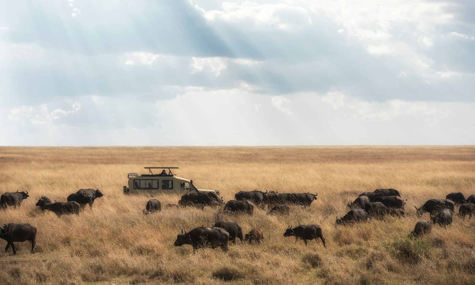 White safari vehicle driving slowly past a large herd of buffalo on the plains